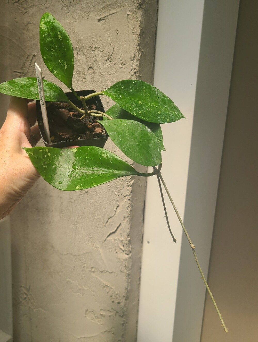Hoya AH-047 - Picture 2 of 7